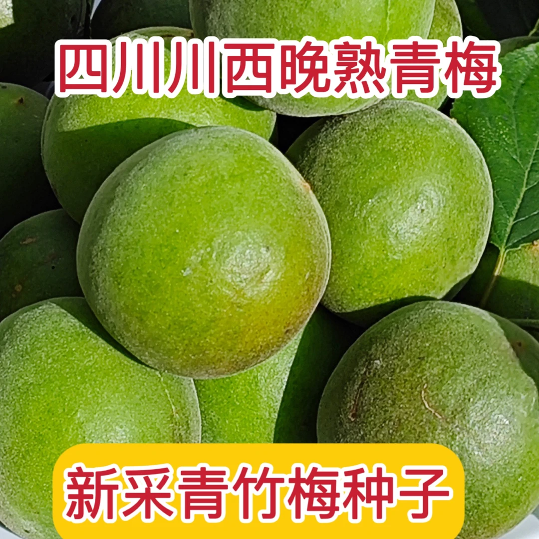 四川川西晚熟青竹梅种子青梅
