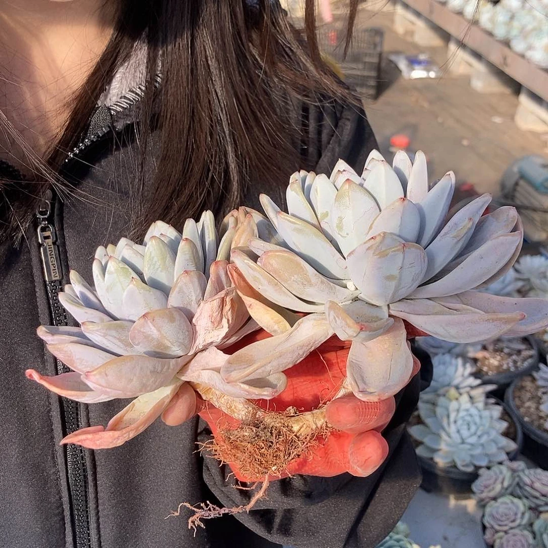 16.80星星雪随机发货双头