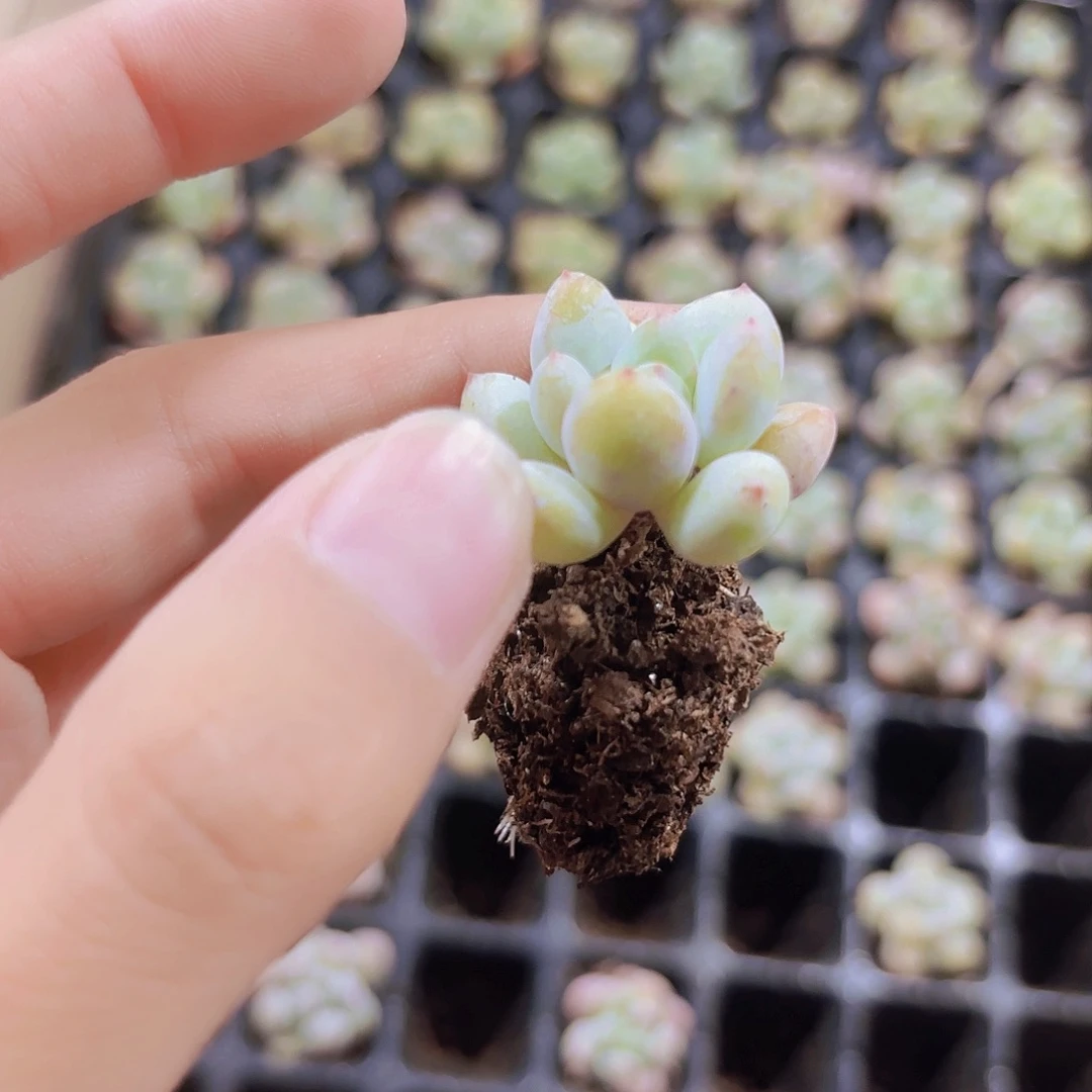 小穴苗香水多肉植物