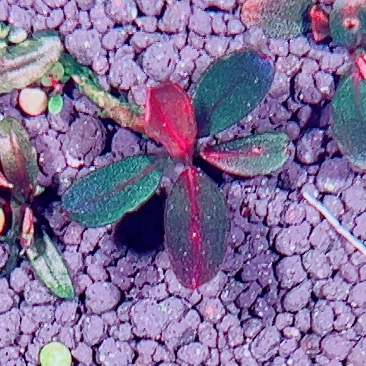 福利8号福利价植物一头（1号缸