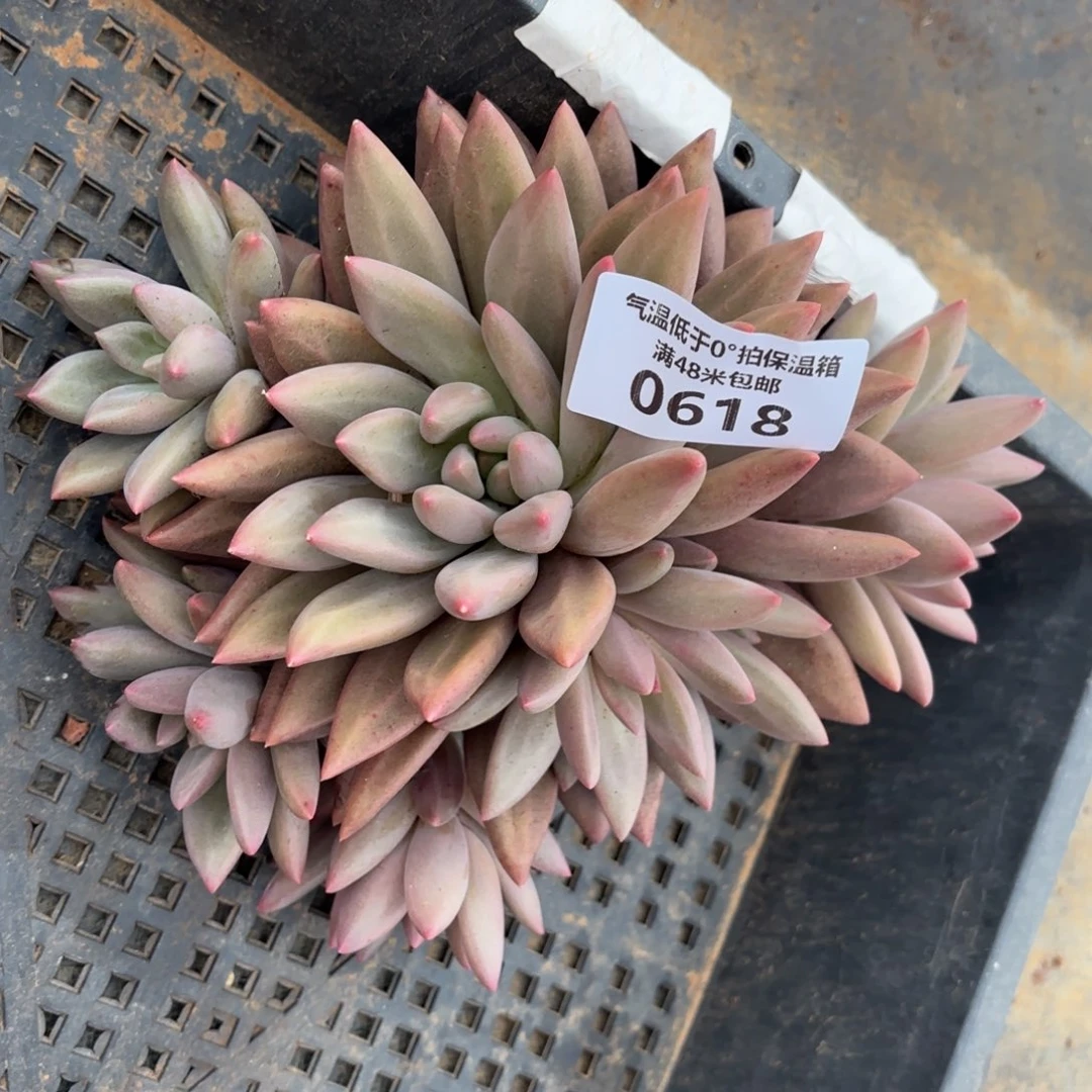 易****）0618美人多肉植物