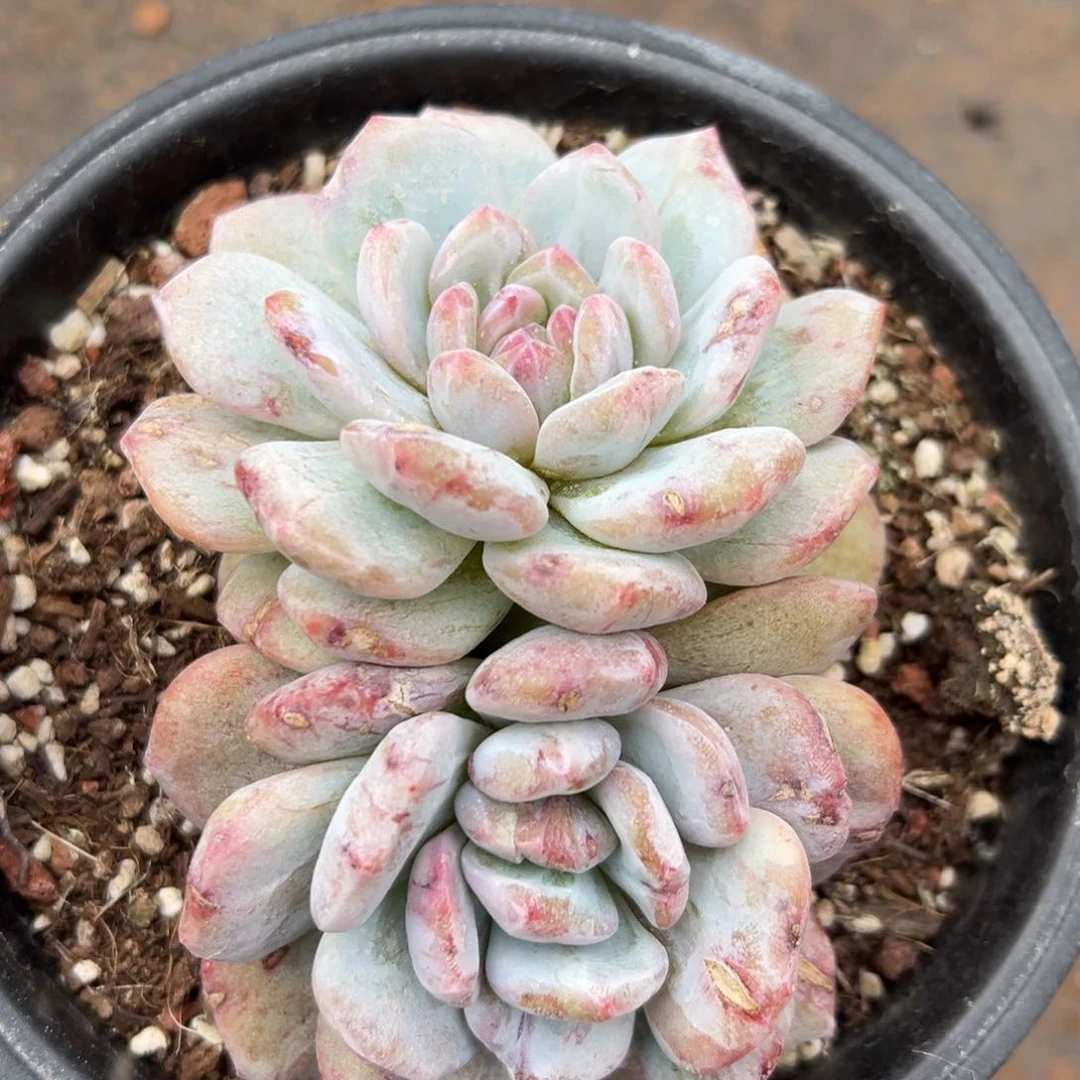 双头石化。 0。00000000