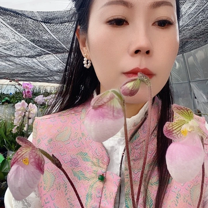 无花朵玉女兜揽蝴蝶兰