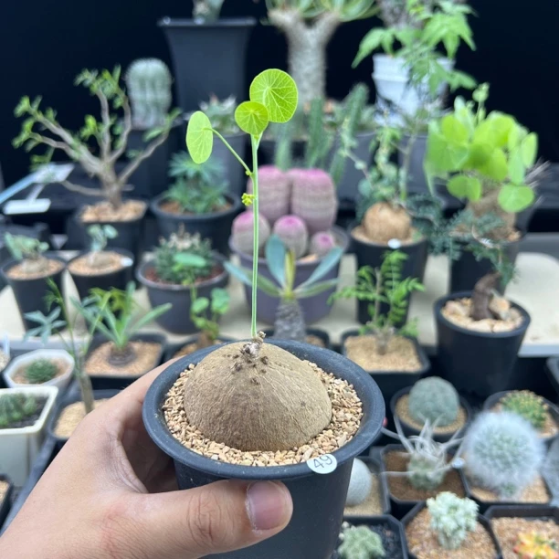 素可泰立枝不爬藤带盆发