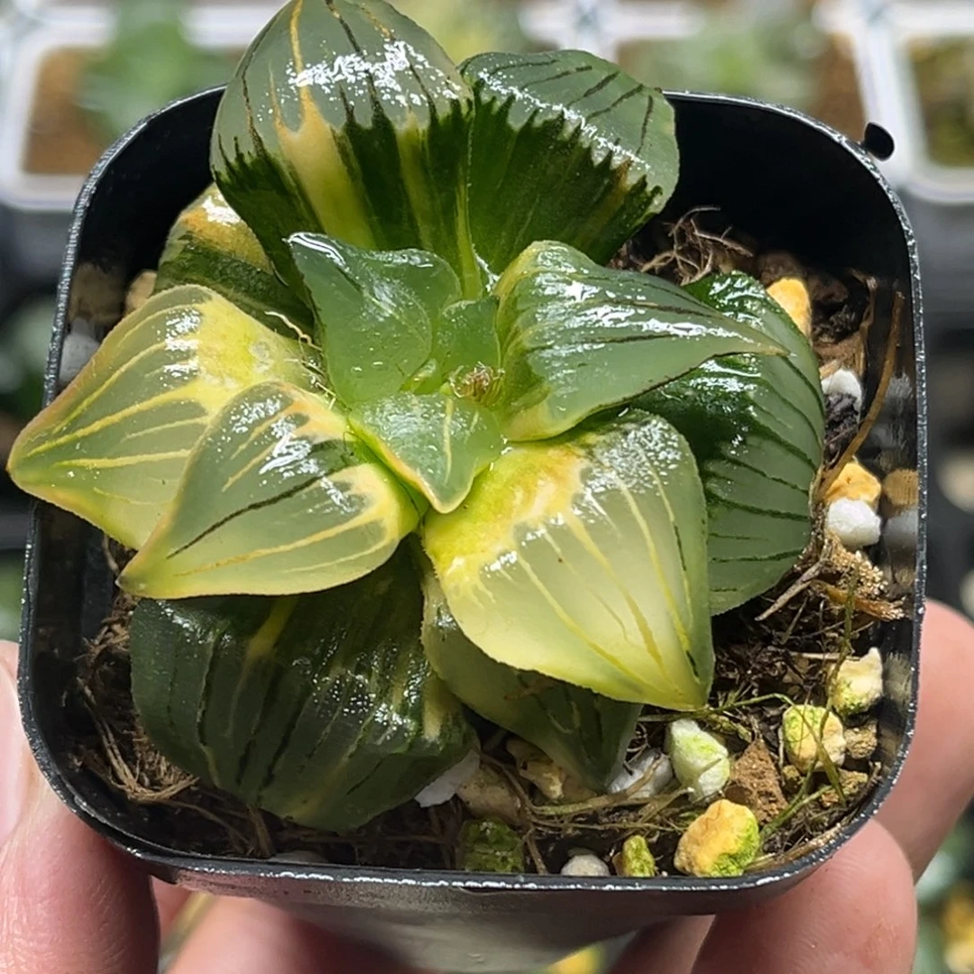 357红纹寿锦糊斑趋势