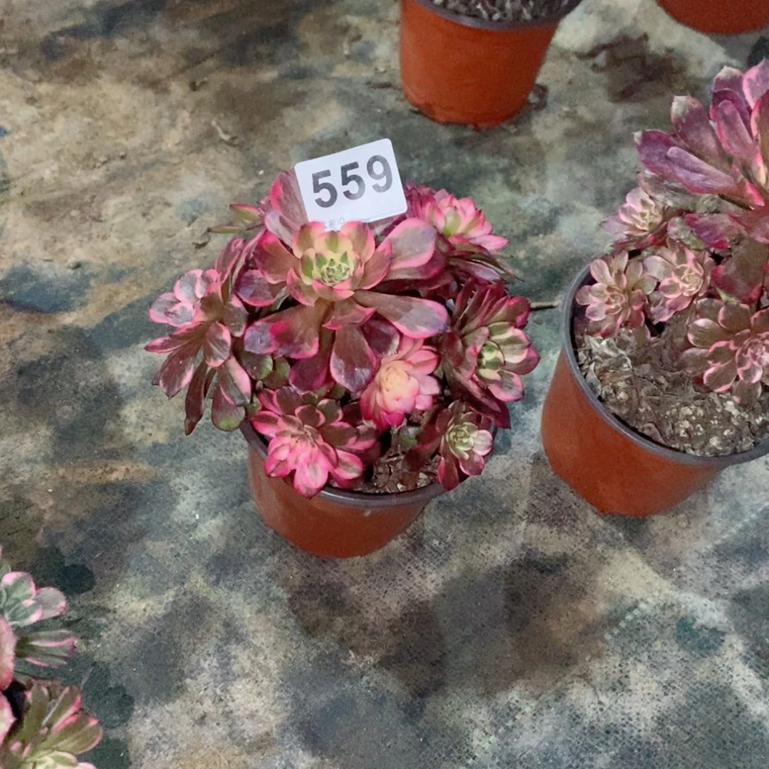 过**烟烟花559多肉1111