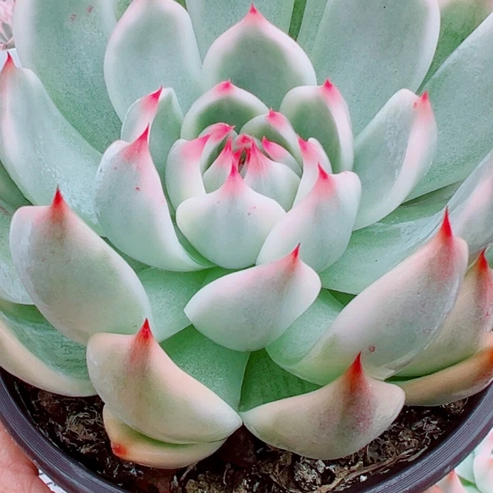 吉娃娃锦多肉植物564