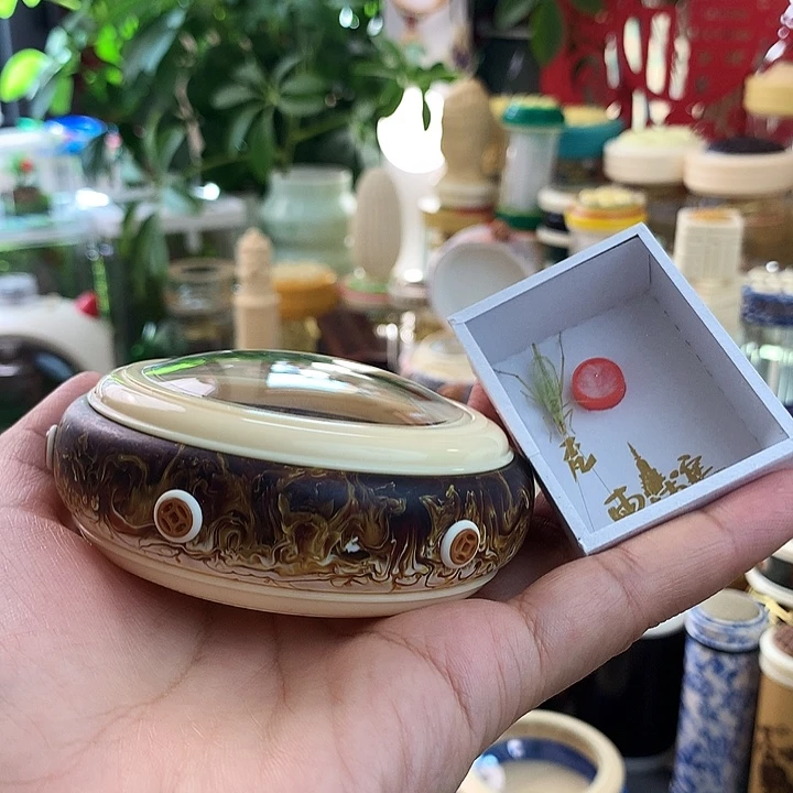 带柬埔寨竹蛉啊啊啊啊啊啊