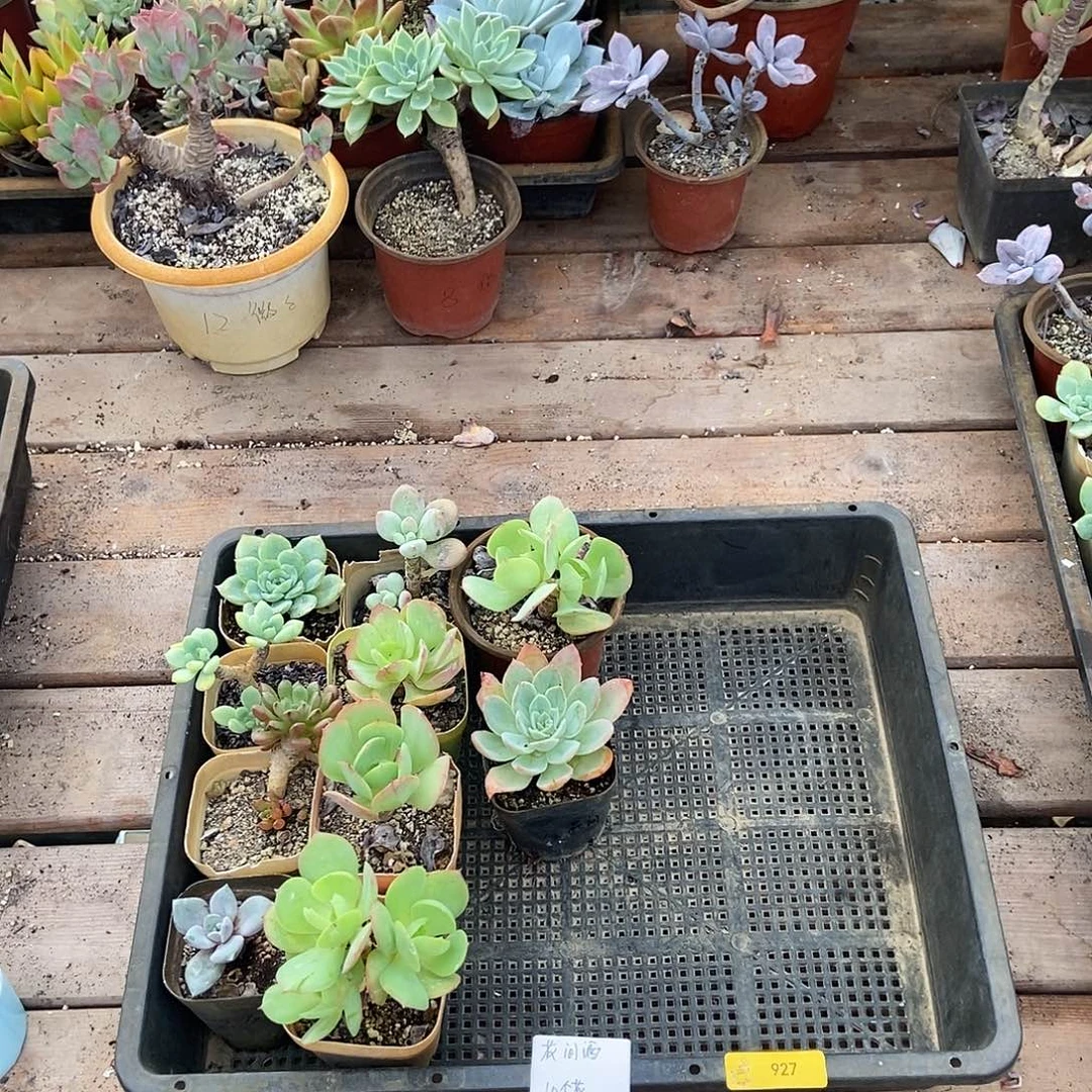 927号花10个花间酒专拍广东