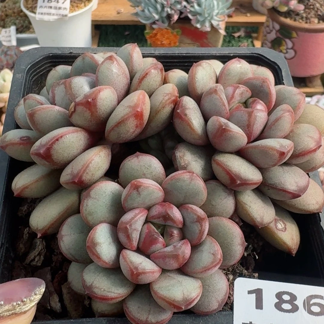 1868一物一拍（满28包邮）