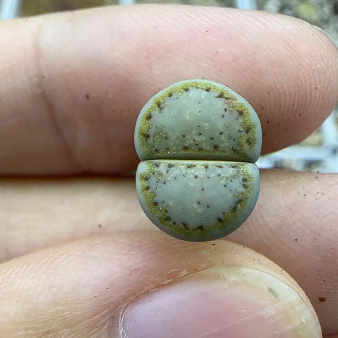 169二蜕饼干清框福利30包邮