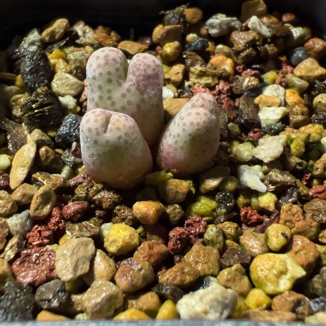 25-21肉锥多肉植物，