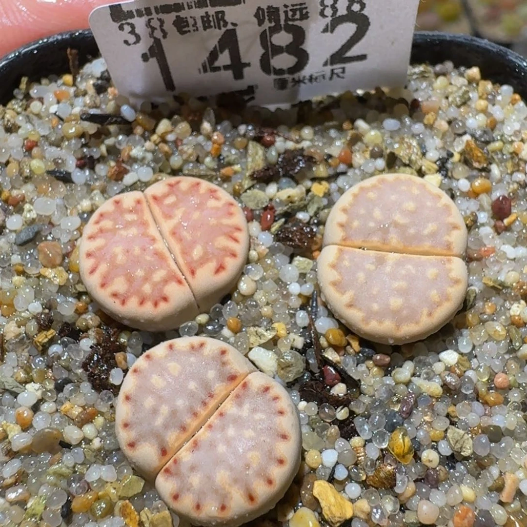 Sssss精品生石花1482