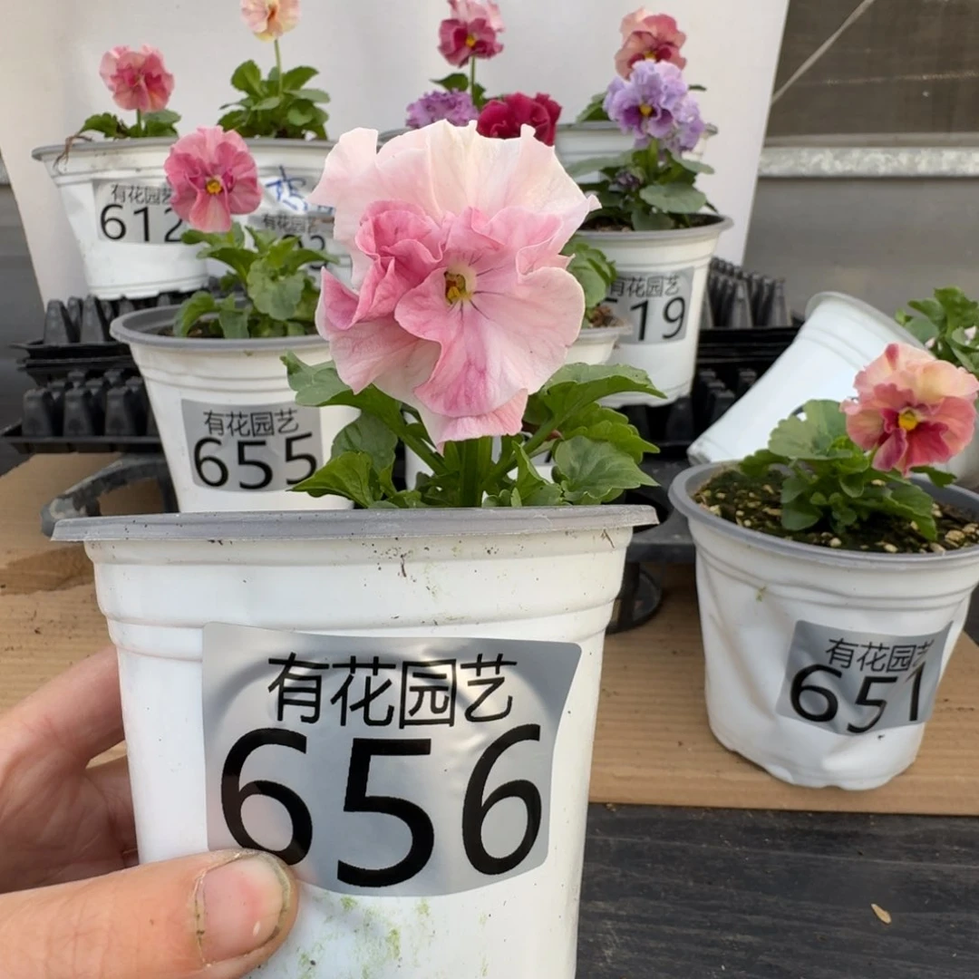 无花朵@****门656号角堇