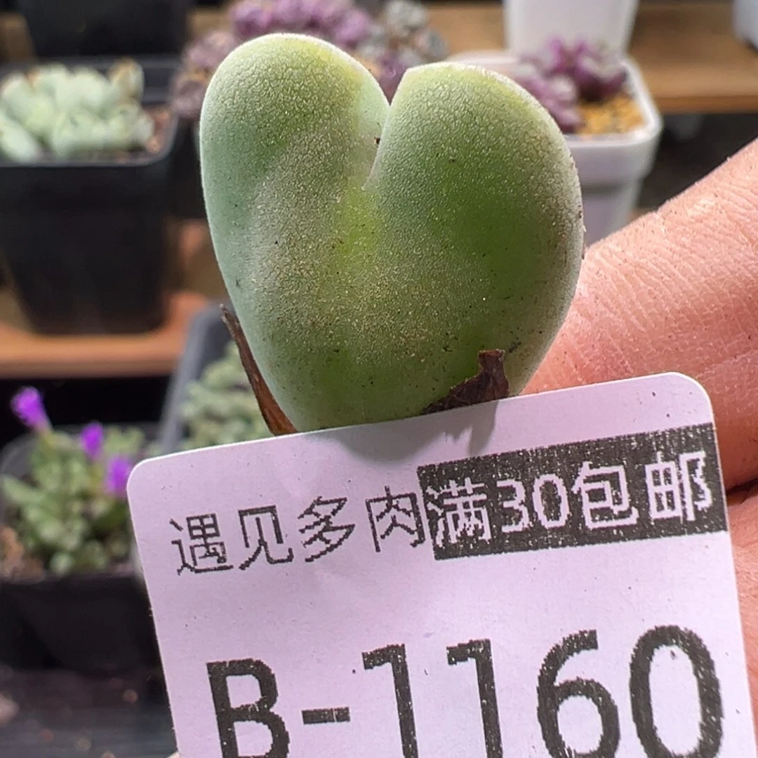 多肉植物1111111111111