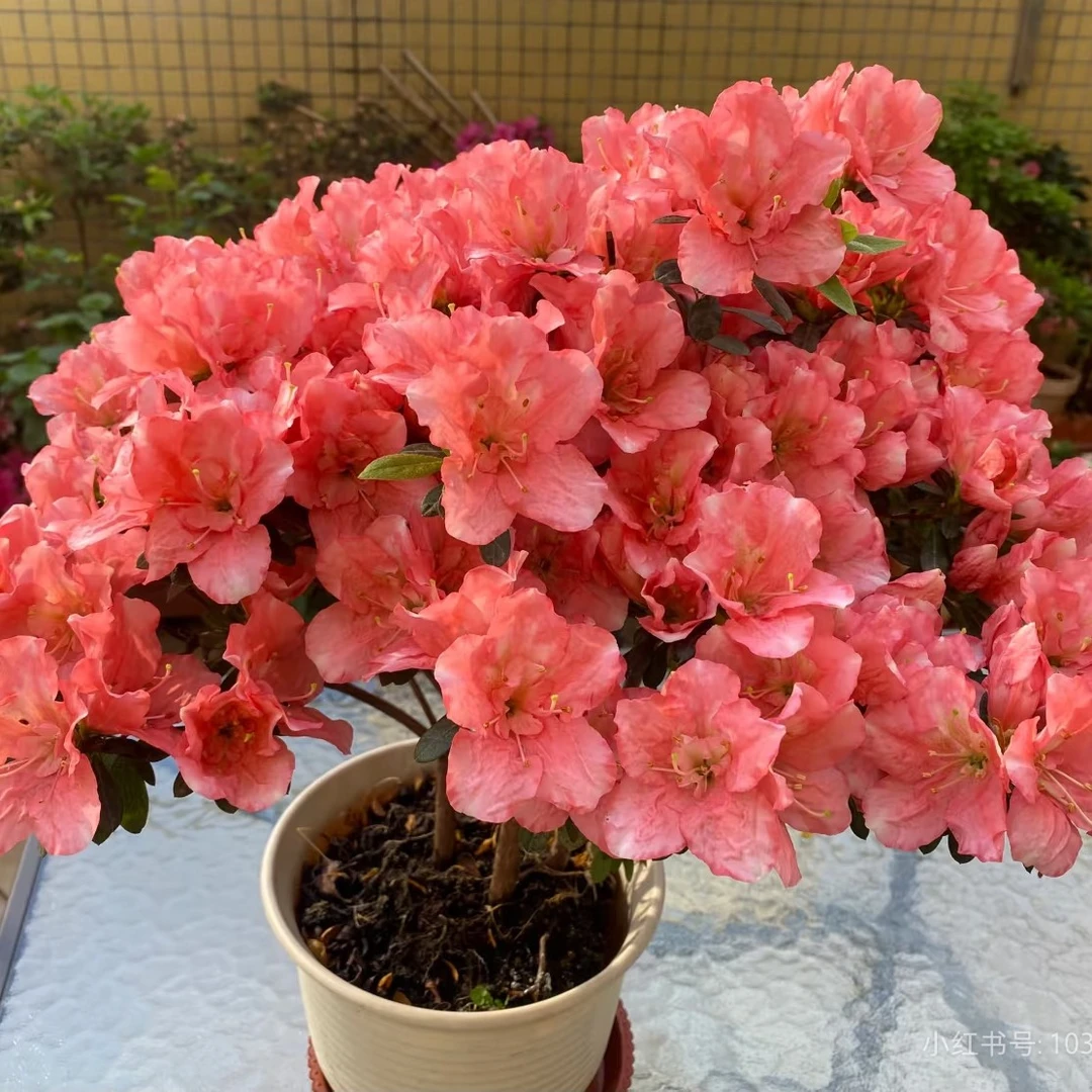 杜鹃樱桃红勤花爆花好养好货带花苞特大号带土发货不活包补