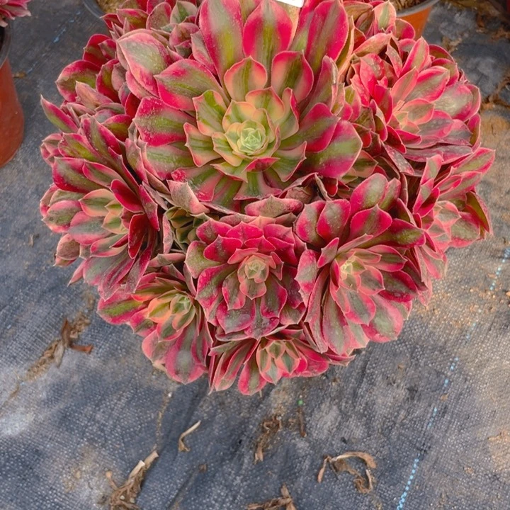 953老庄多肉法师女妖