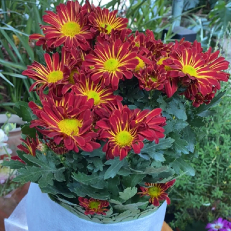 橙红条纹小雏菊盆栽