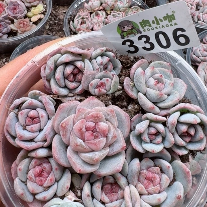 多肉植物多肉植物