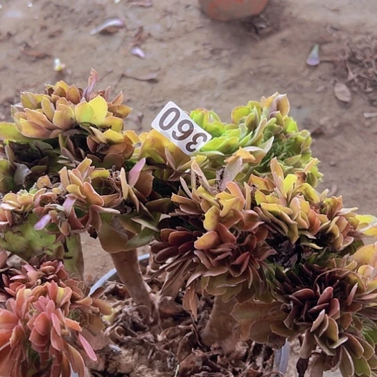 白***飘多肉植物一个法师