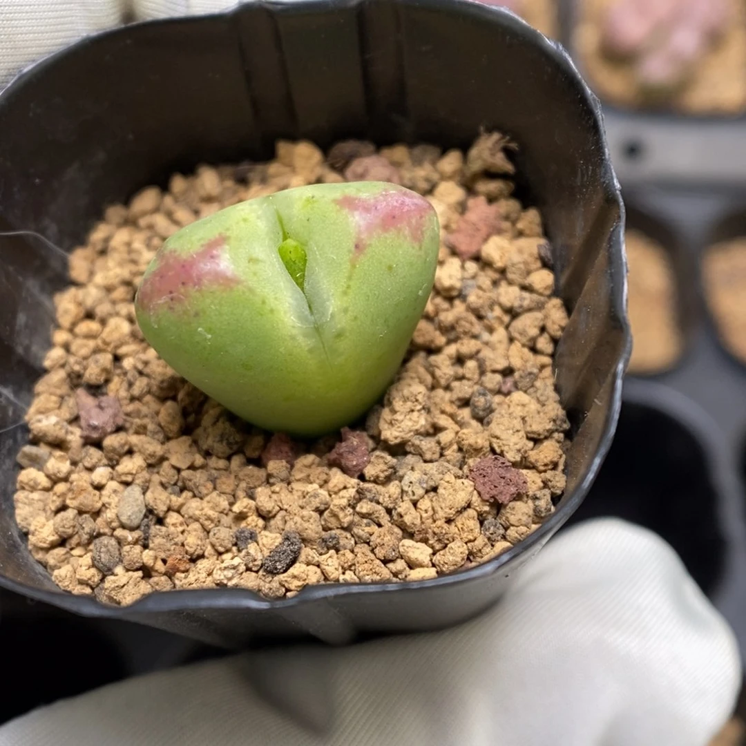 多肉植物肉锥杂交K-001 （1.9）将桃