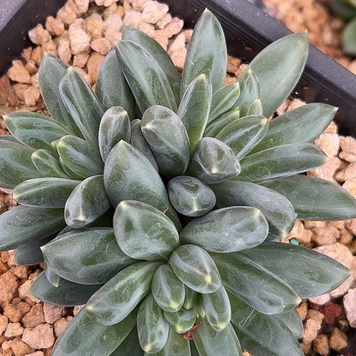 帝尔曼大群特价福利