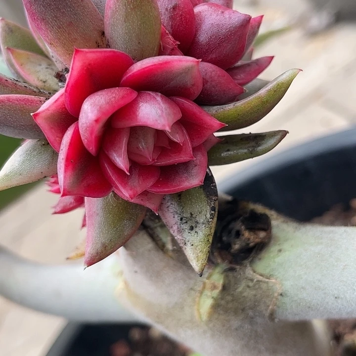 3***3紫水晶锦。一物一拍