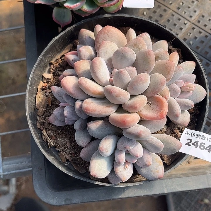 阿雅园艺。      2464香水