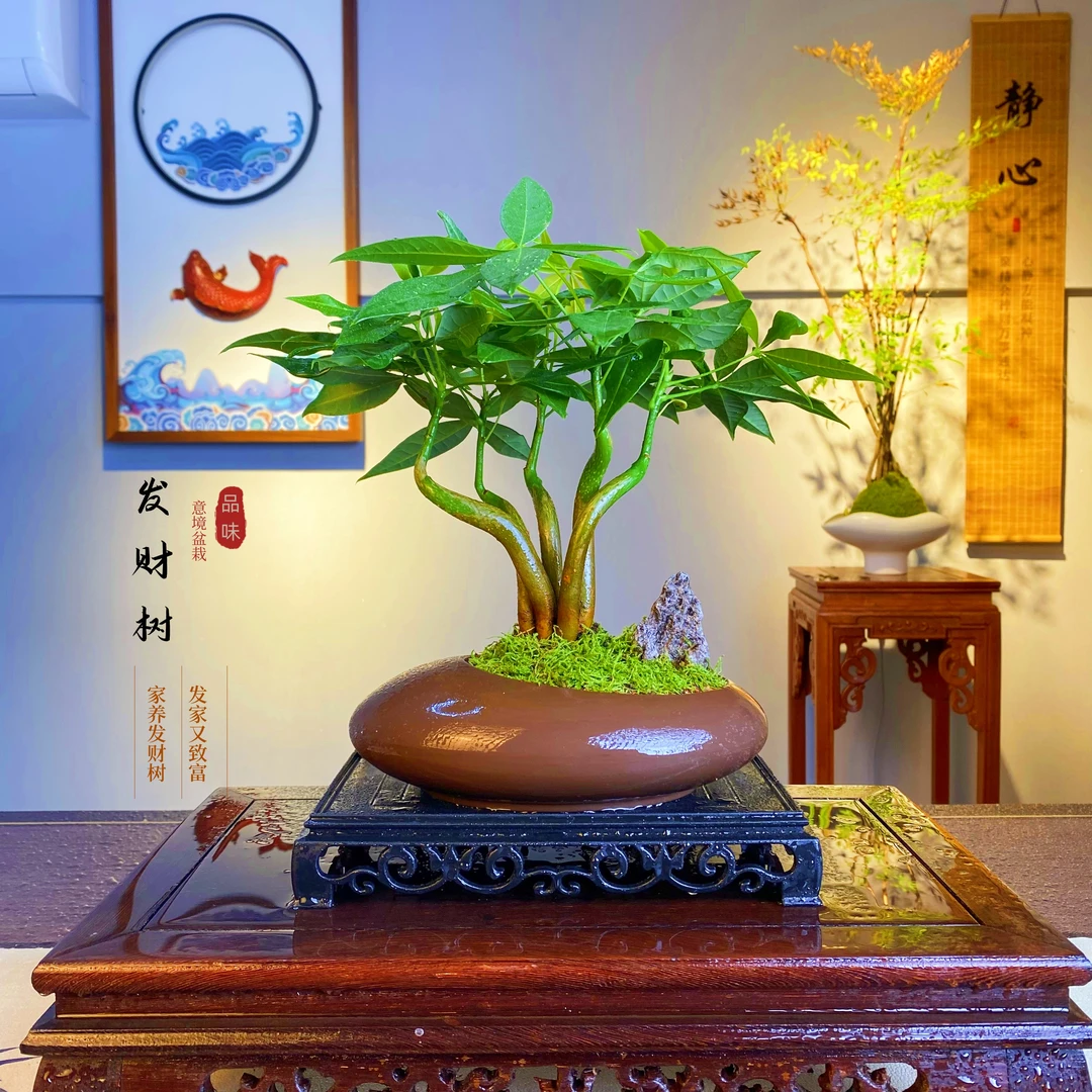 发财树五福临门盆栽绿植室内客厅书房办公室茶桌四季好养美观装饰