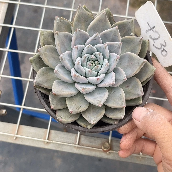 蜗***盼两单包邮，一物一拍230