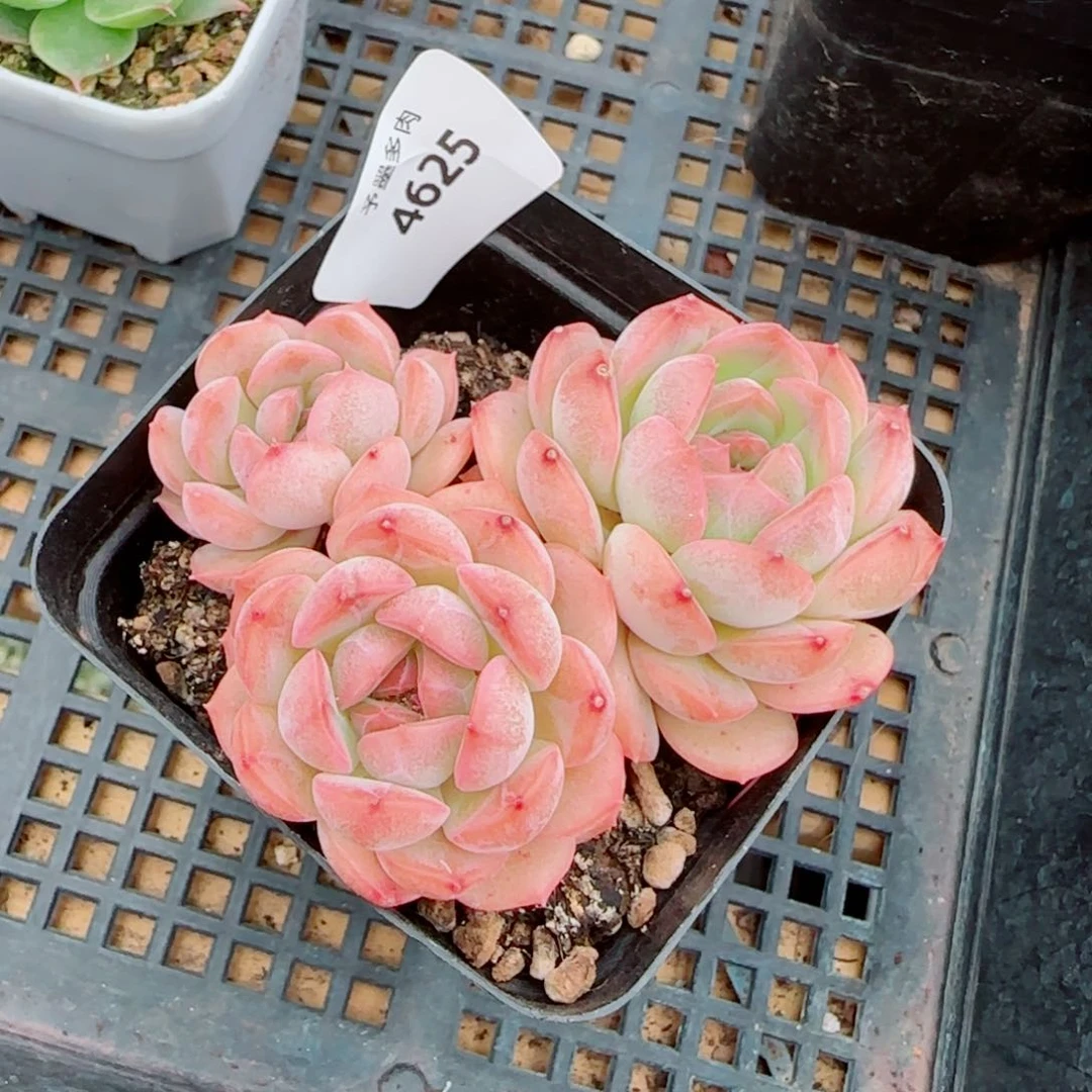 琴心，4625多肉植物