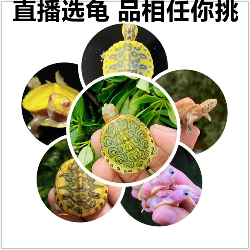 【直播链接】变异龟现场选龟观赏龟宠物龟