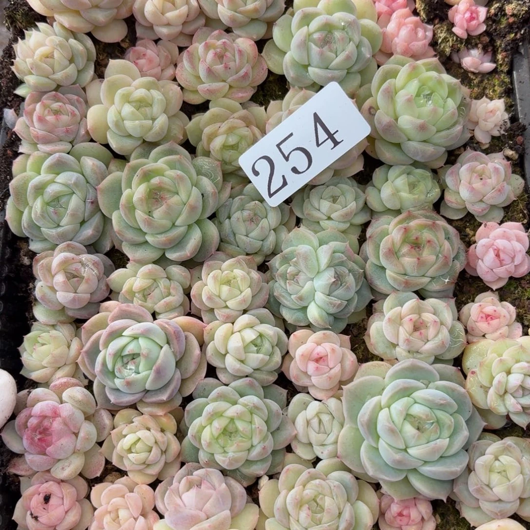 多肉植物多肉植物254