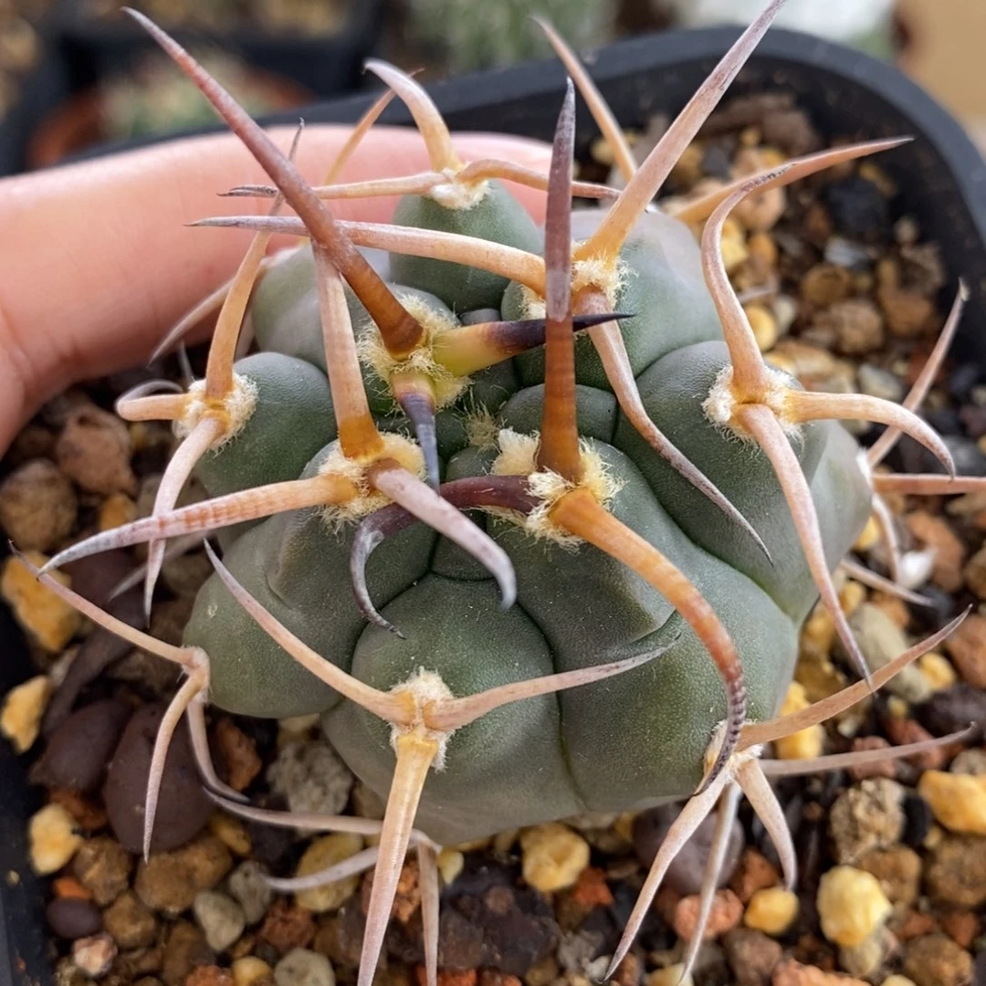 绿皮金刺摩天龙植播园艺