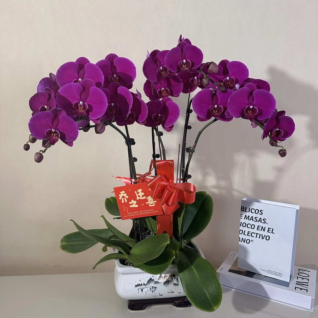 鼎胜【大辣椒】蝴蝶兰盆栽花卉观花植物室内四季开花优质耐旱陶瓷盆