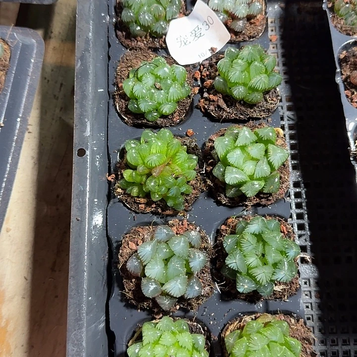 直播福利一物一拍30