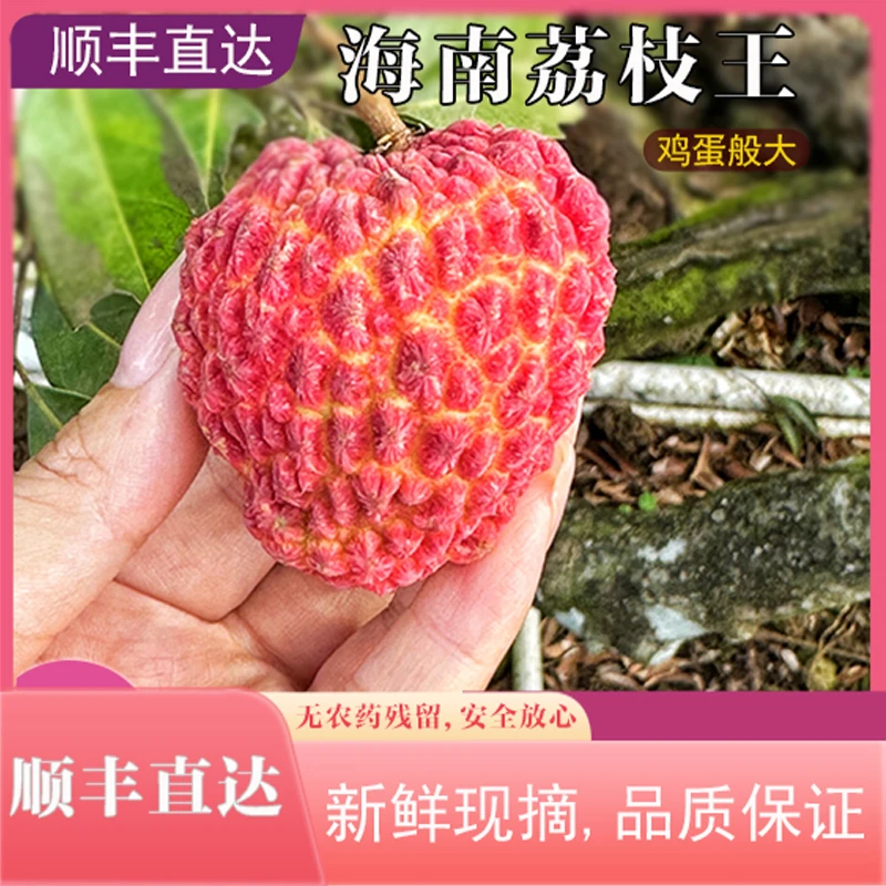 【顺丰包邮】精选正宗海南永兴火山岩荔枝王