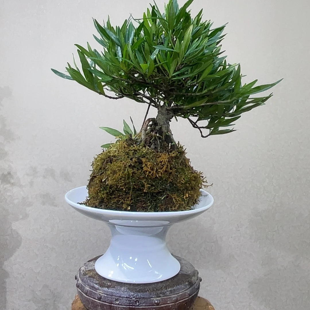 ****月无花朵36846386386396