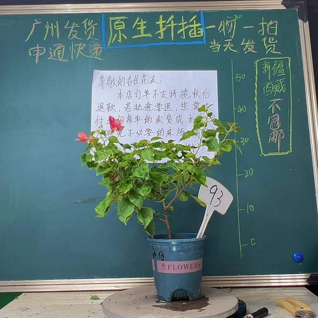 当前无花栽培后可以开花红九月93
