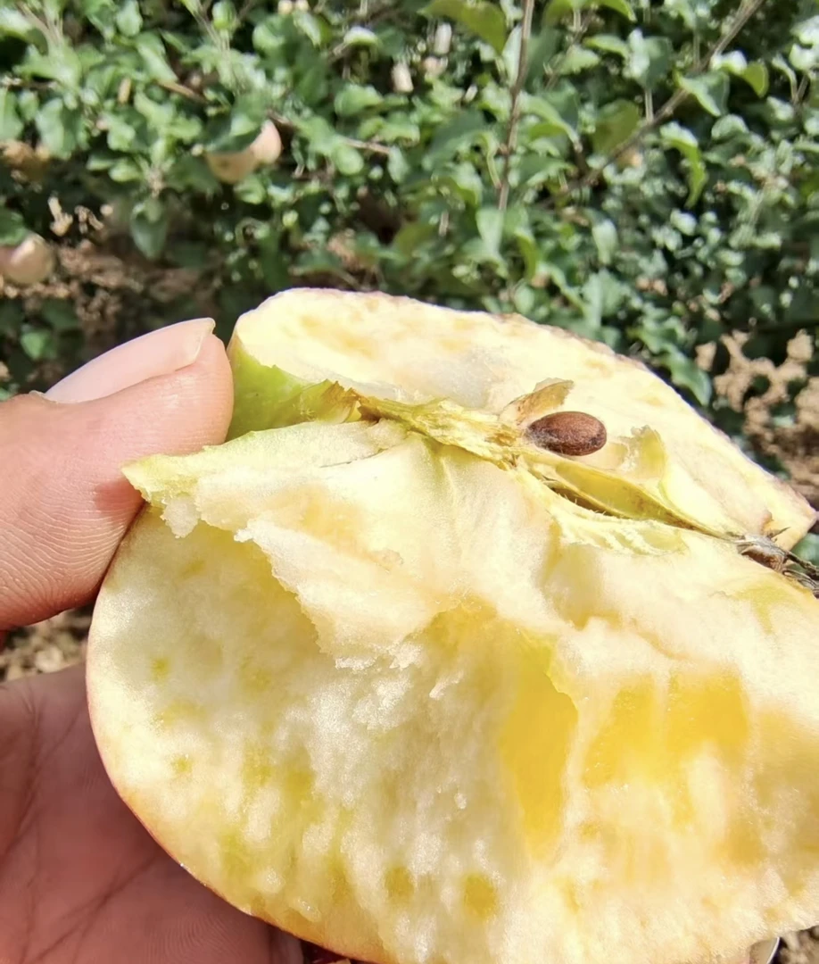 【中秋福利】甘肃老树花牛苹果3-7斤大果包邮，粉糯香甜