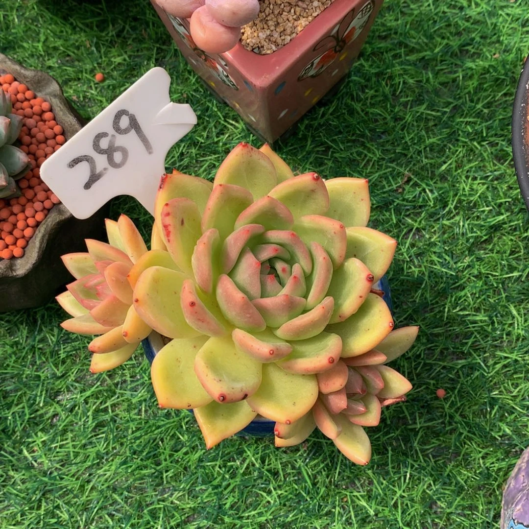 E***a多肉植物6373737373