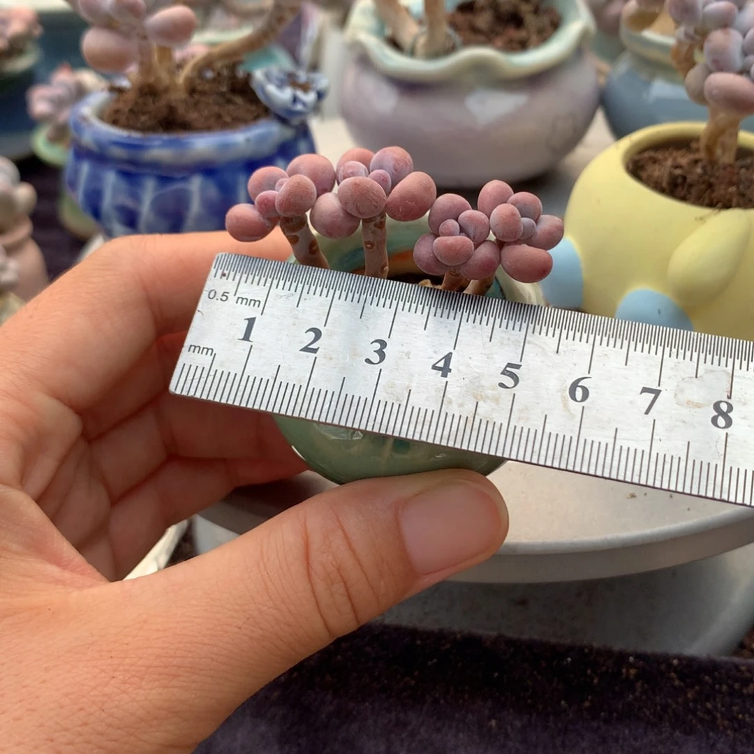 耐***明80感带盆偏远地区不包邮的