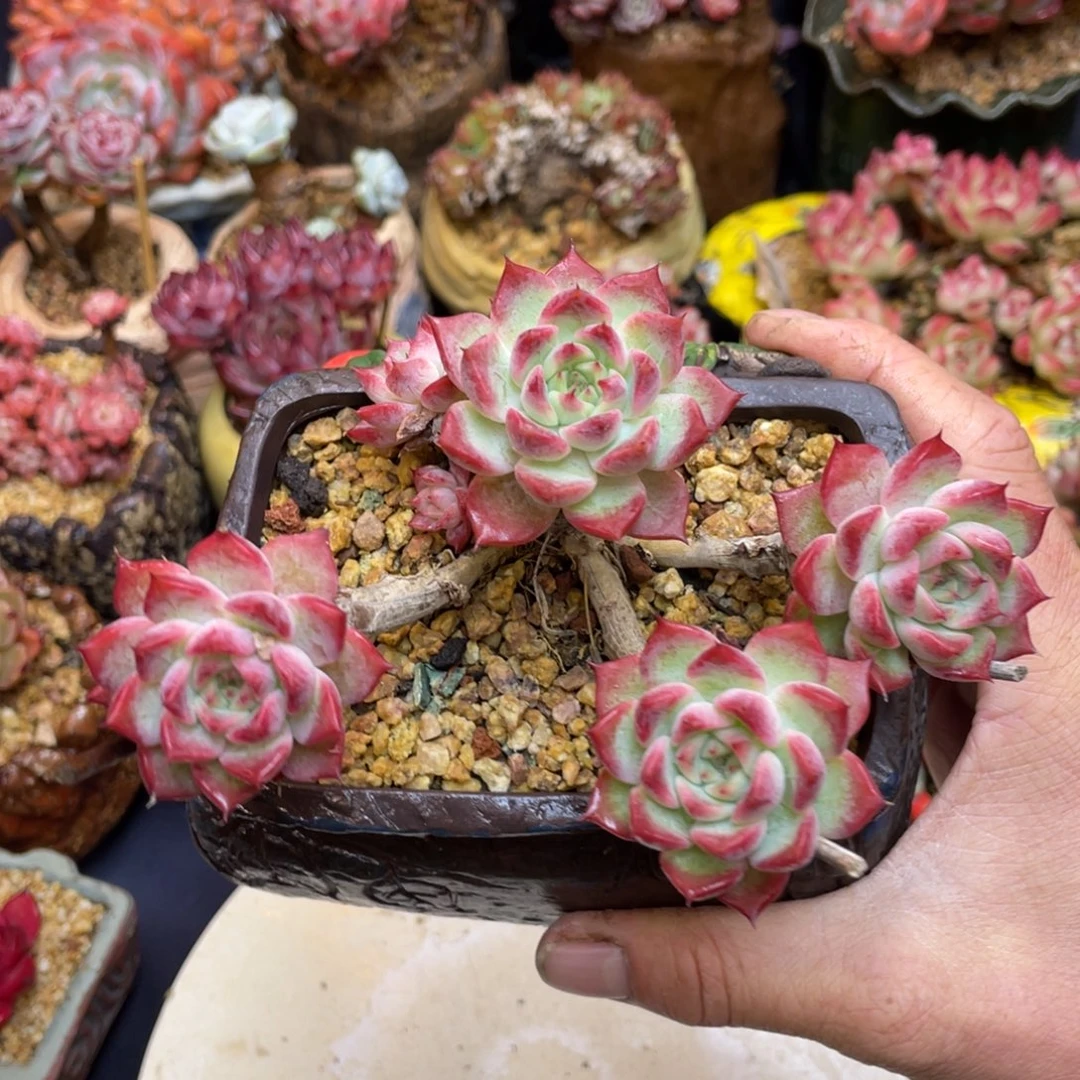 东云杂交群生木质化老桩