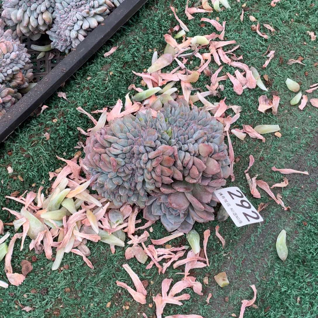 ****M292橙子缀化多肉植物