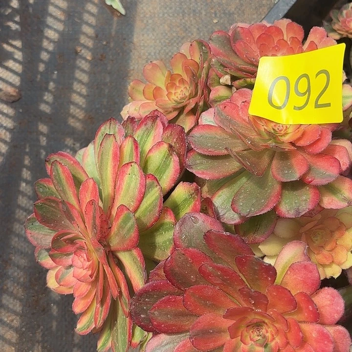 多肉植物福利来092