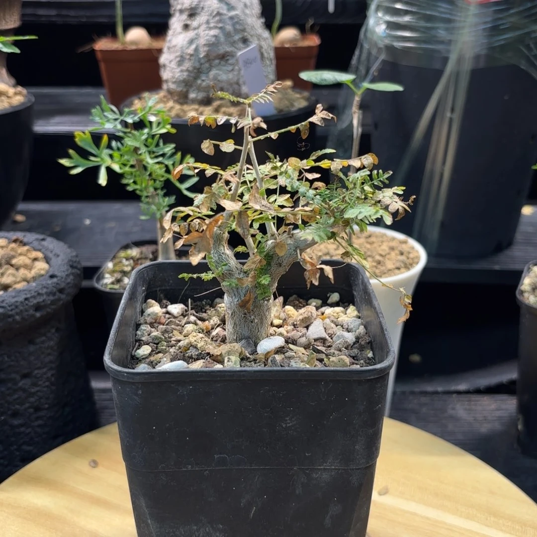 木  尼勒达实生开播福利