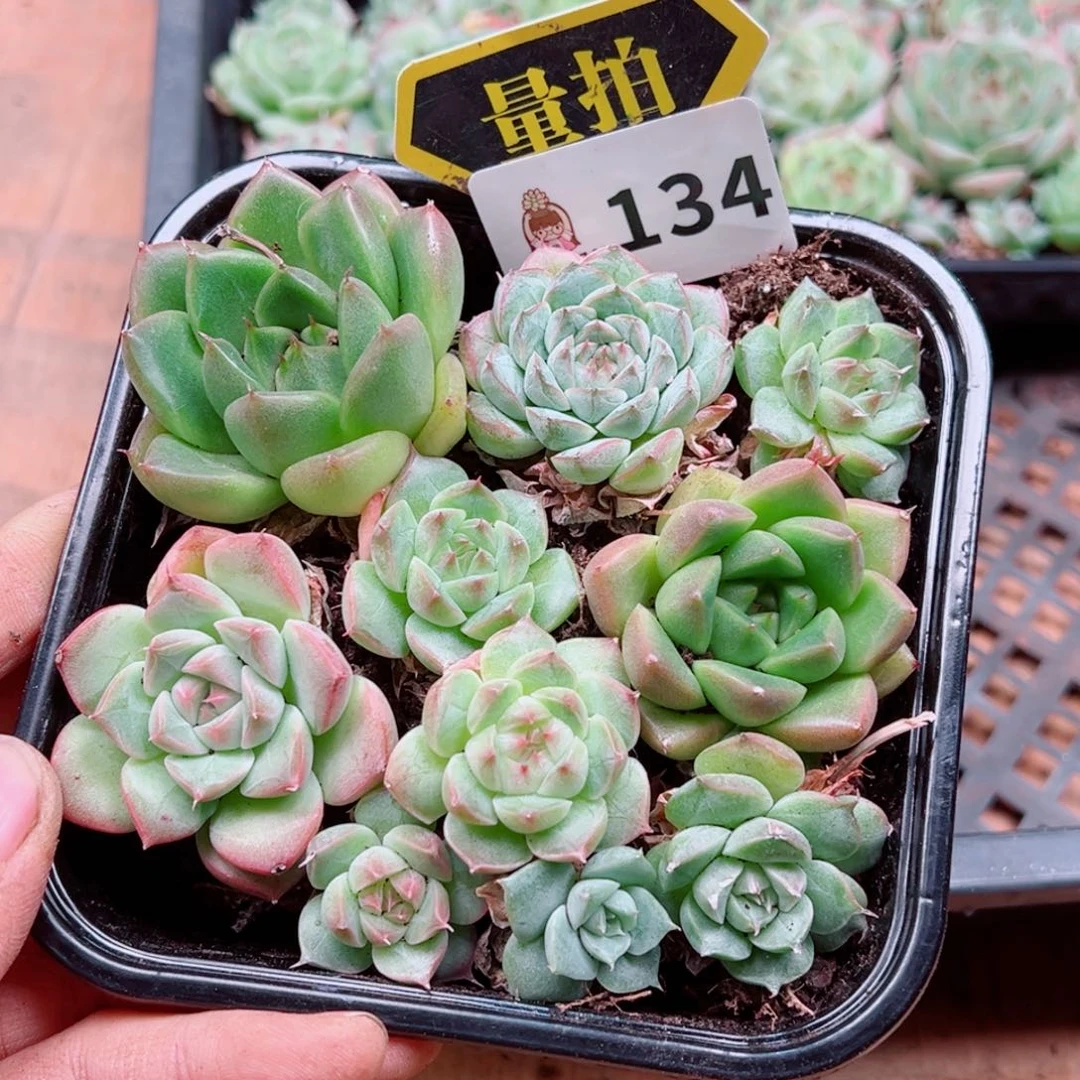 多肉植物多肉植物