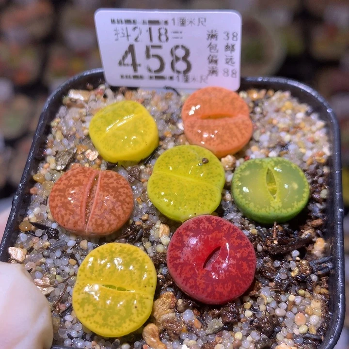 精品生石花218.458