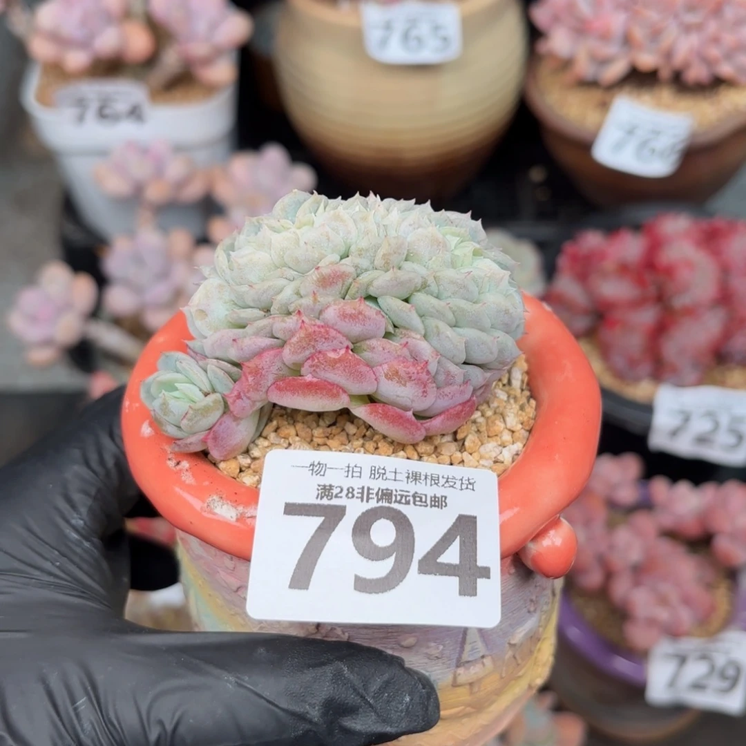 贝瑞缀化无盆土发货