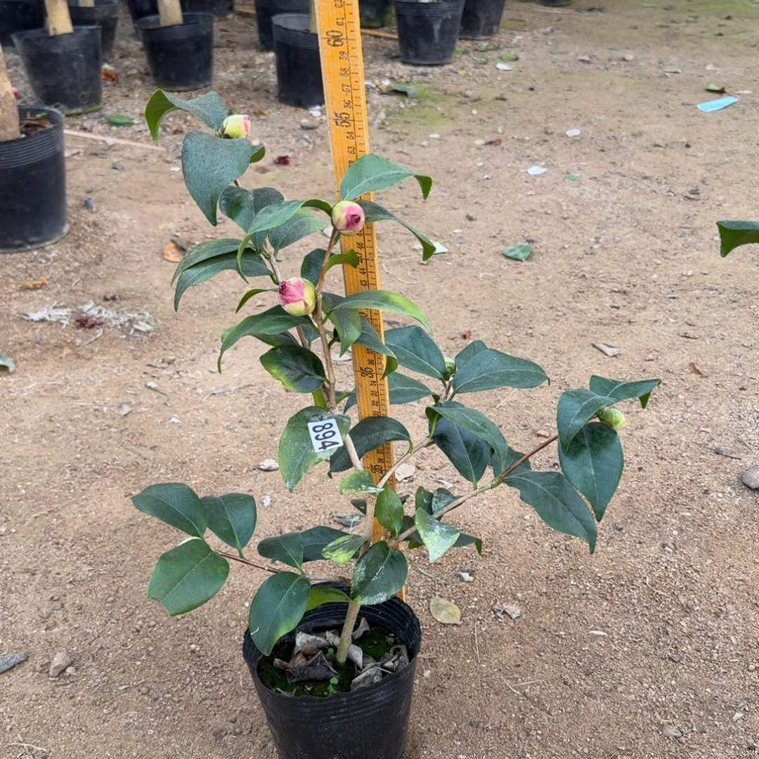 少量花朵（建议范围：2朵-5朵 或40%以下）894云斑